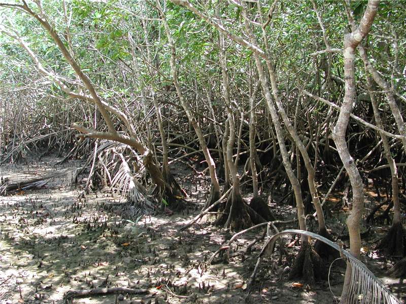 Pelliciera rhizophorae soil